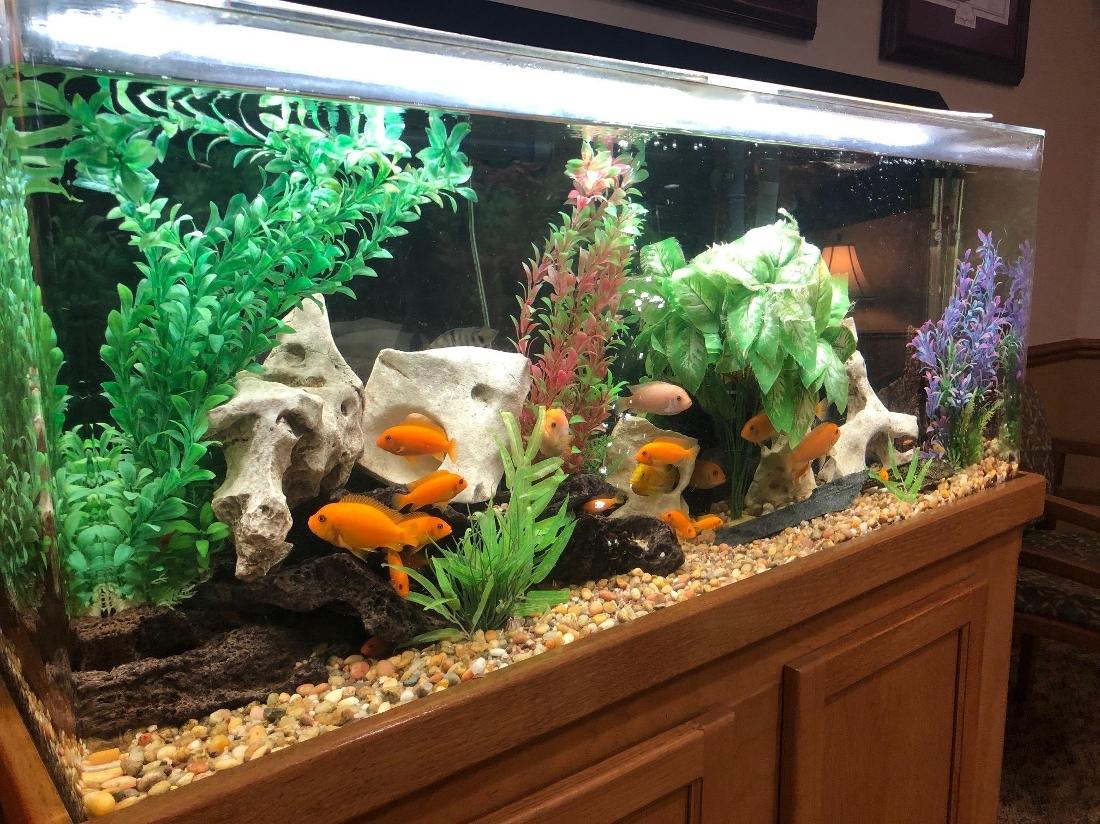 Fish tank at Palatine Complete Dental